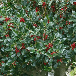 Holly Needlepoint Shrub